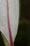 Longleaf buckwheat